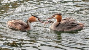 Wildlife Photography Competition 2018 – The Winners – Canary Wharf